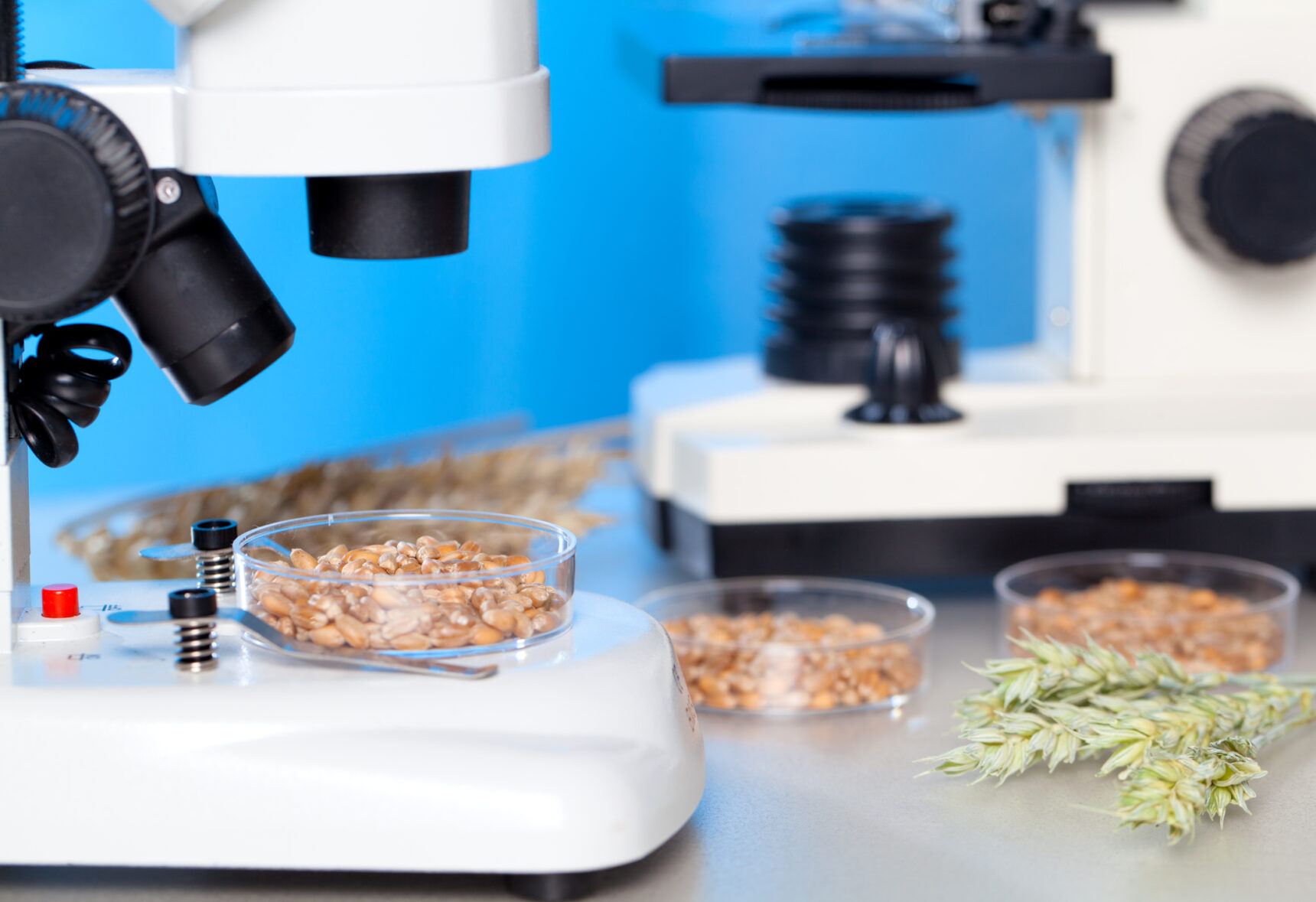 Peanuts being examined under a microscope