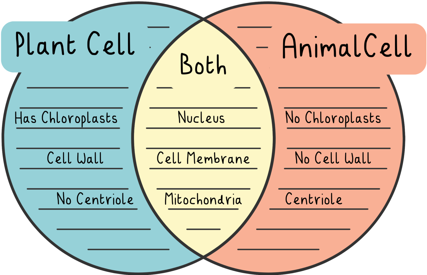 Plant cell and animal cell Venn diagram.